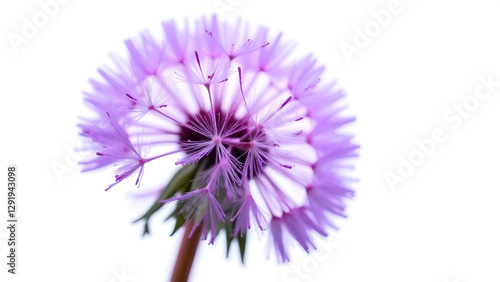 Close-up of a bright purple dandelion flower on a white background, beautifully showing off its intricate features.