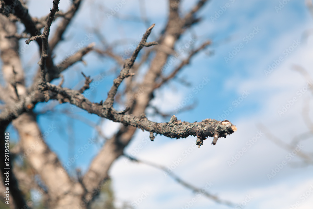 a branch of an old tree with a blue sky background a branch of an old tree with a blue sky background
