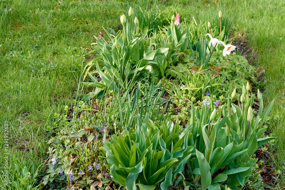 Obraz premium beautiful green city flower bed in the evening in spring. background for designer, artist, screensaver, desktop, wallpaper