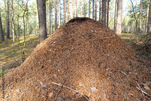 Fotografie A large anthill in a pine forest. Nature, nature conservation.
