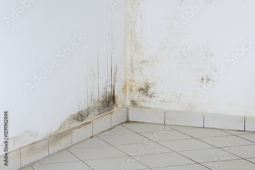 Black mould on a wall at home in a kitchen room. Dark green or black fungus as consequence of water damp and a cold wall during winter. The thermal bridge is a construction mistake.