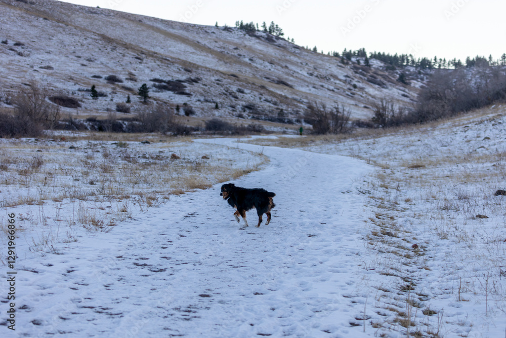 Dogs Hiking in Colorado Winter Snow Dogs Hiking in Colorado Winter Snow
