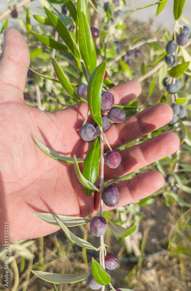 Hand showing dark violet olive tree branch