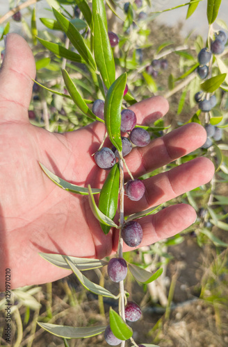 Hand showing dark violet olive tree branch