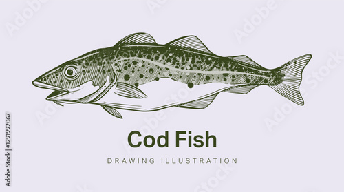 Hand drawn illustration or sketch of cod fish for use in fish graphic designs, packaging labels, or on cod products. Isolated vector.