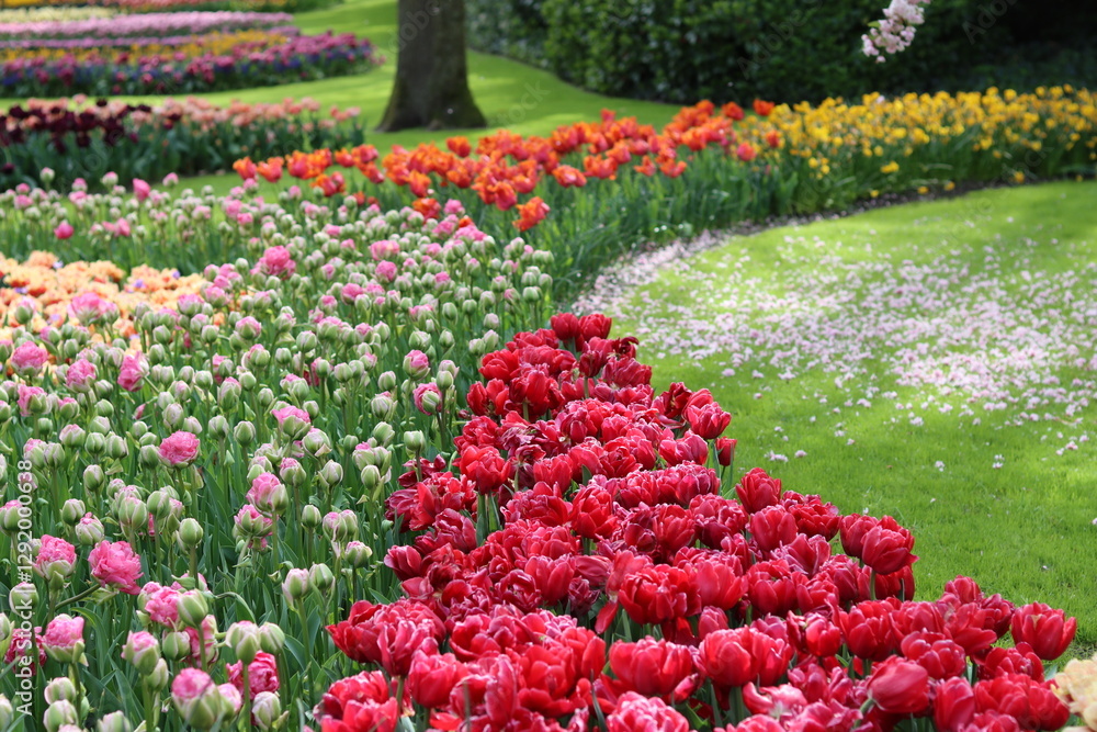 Flower beds full of bright tulips in a park in spring Flower beds full of bright tulips in a park in spring