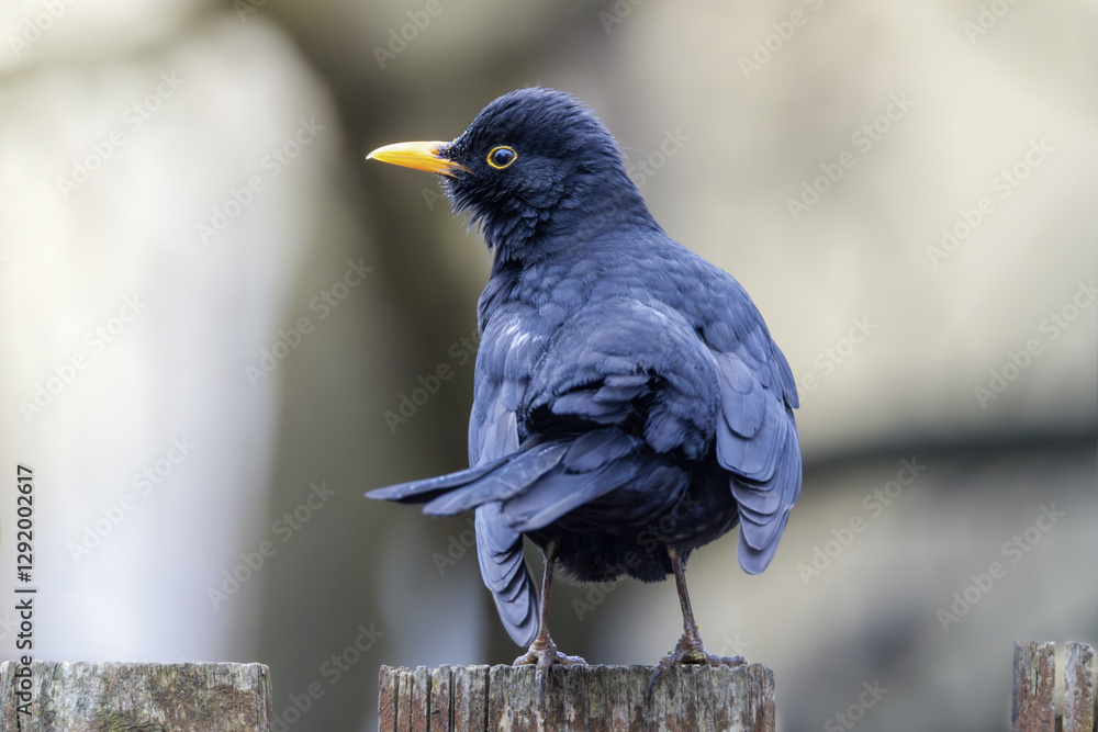 custom made wallpaper toronto digitalbeautiful male common blackbird on top of the fence