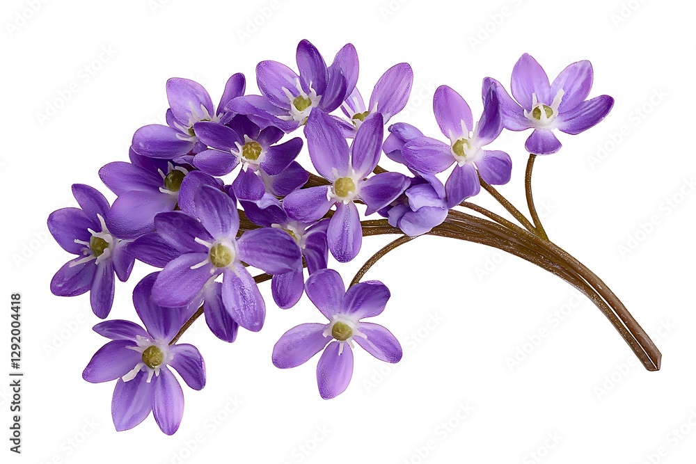 Obraz premium Purple flowers branch, isolated on white background