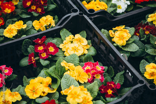 Wallpaper Mural Colourful Primula vulgaris, flowers in plastic boxes at the market, top view. Torontodigital.ca