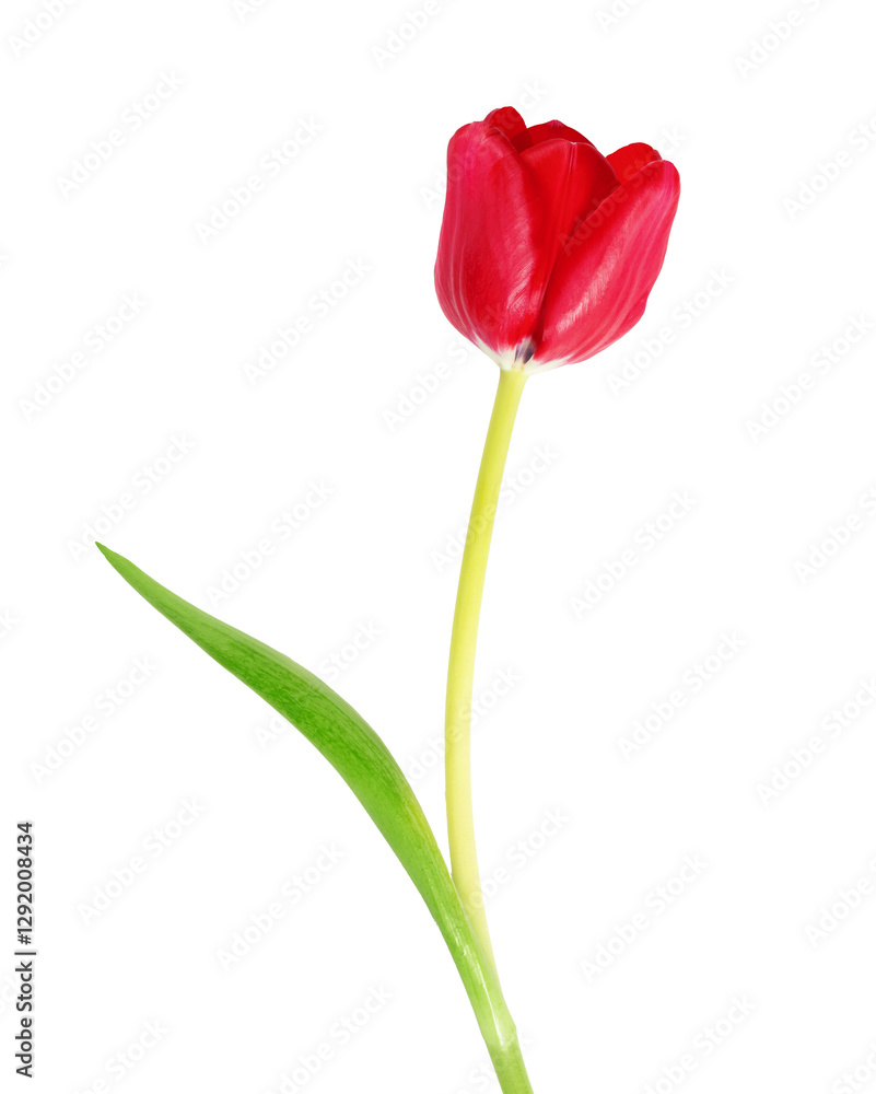Red Tulip Flower Isolated on Transparent Background With Green Leaf and Stem