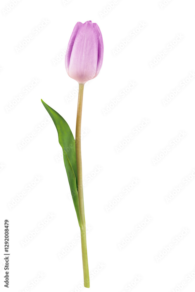 Beautiful Purple Tulip on Transparent Background Perfect for Floral Design