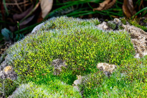 Grey-cushioned Grimmia pulvinata, green moss with young sporophytes on stones in spring, Odessa photo