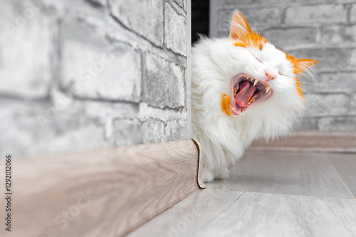 Fotografi the cat yawns with its mouth wide open