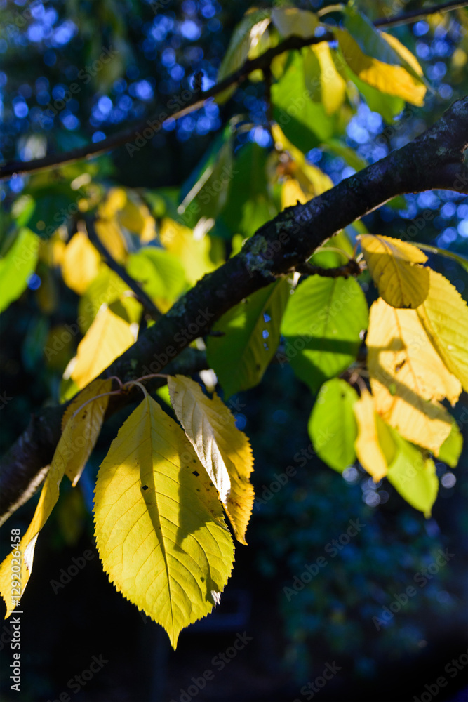 Fototapeta premium colored leaves in autumn