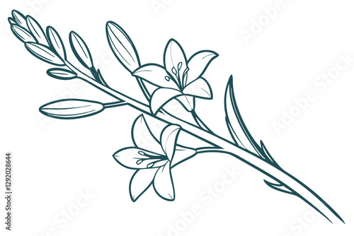 Tuberose Flower Vector. Delicate Bloom in Digital Art
