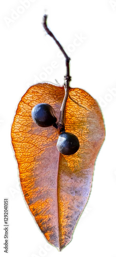 Seed capsules of Golden Rain Tree or Panicle Goldenraintree Koelreuteria paniculata isolated on white background. Macro shot. Soap tree fruits and seeds. Seed of the Koelreuteria paniculata tree. photo