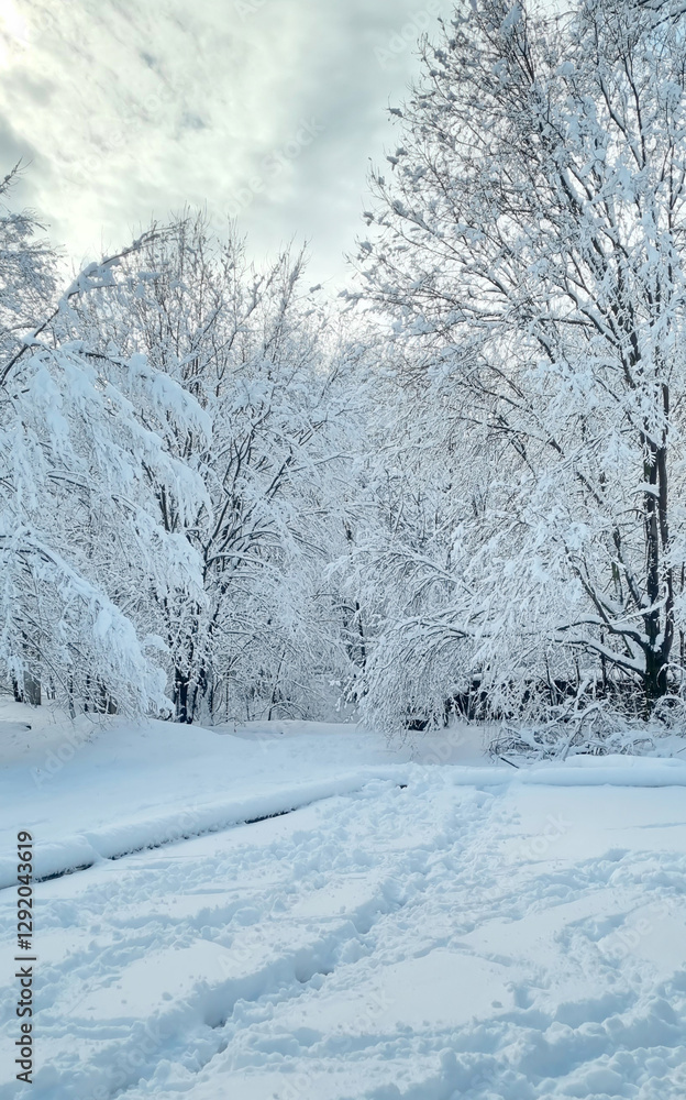 Obraz premium snow covered trees in winter