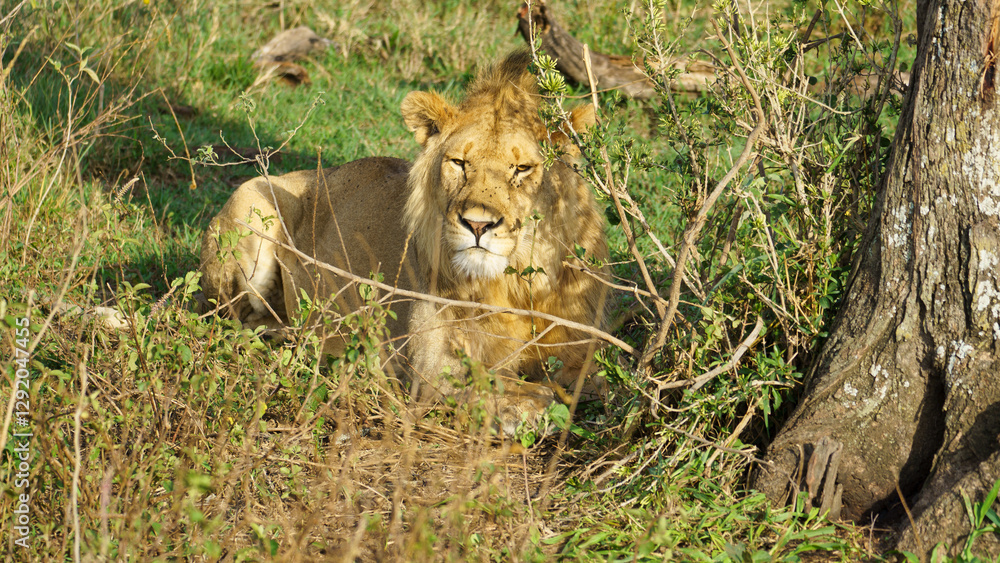 The Majestic Lion is resting comfortably in its beautiful and natural habitat, showcasing its grace Serengeti Tanzania Africa The Majestic Lion is resting comfortably in its beautiful and natural habitat, showcasing its grace Serengeti Tanzania Africa