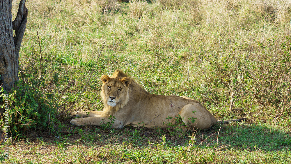 A Majestic Lion is Resting in Its Beautiful and Natural Habitat in the African Savannah Serengeti Tanzania Africa A Majestic Lion is Resting in Its Beautiful and Natural Habitat in the African Savannah Serengeti Tanzania Africa