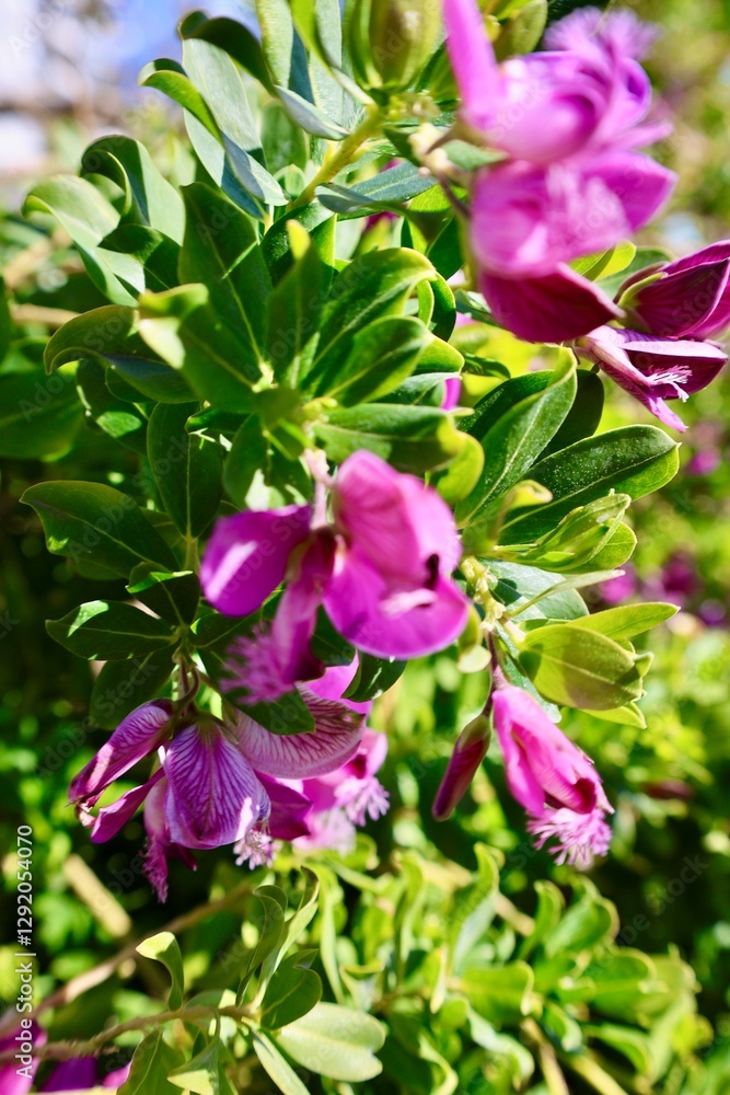 Purple flowers greenery. High quality photo Purple flowers greenery. High quality photo