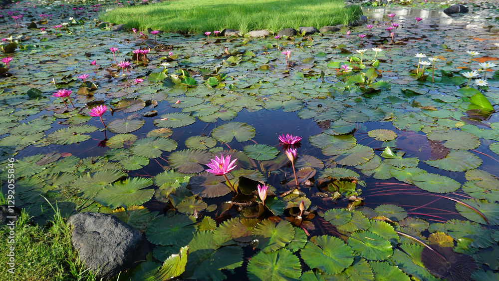 Water lily blooming on the pond at Bali at Indonesia.