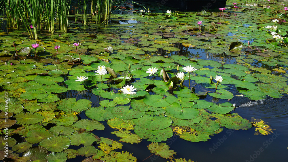 Water lily blooming on the pond at Bali at Indonesia.