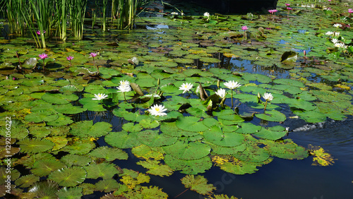 Obraz na płótnie Water lily blooming on the pond at Bali at Indonesia. w salonie