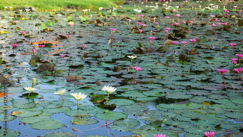 Water lily blooming on the pond at Bali at Indonesia.