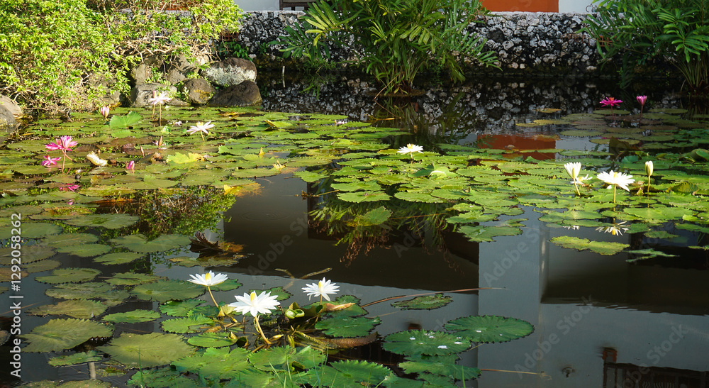 Water lily blooming on the pond at Bali at Indonesia.