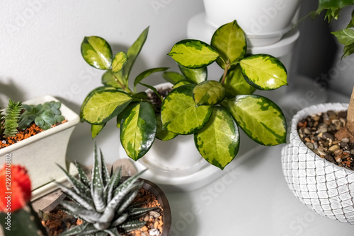 Hoya Lisa Australis grows in a white pot. Photo
