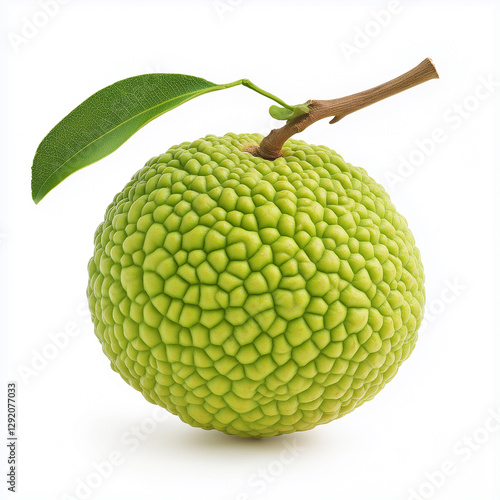 Osage Orange  photo