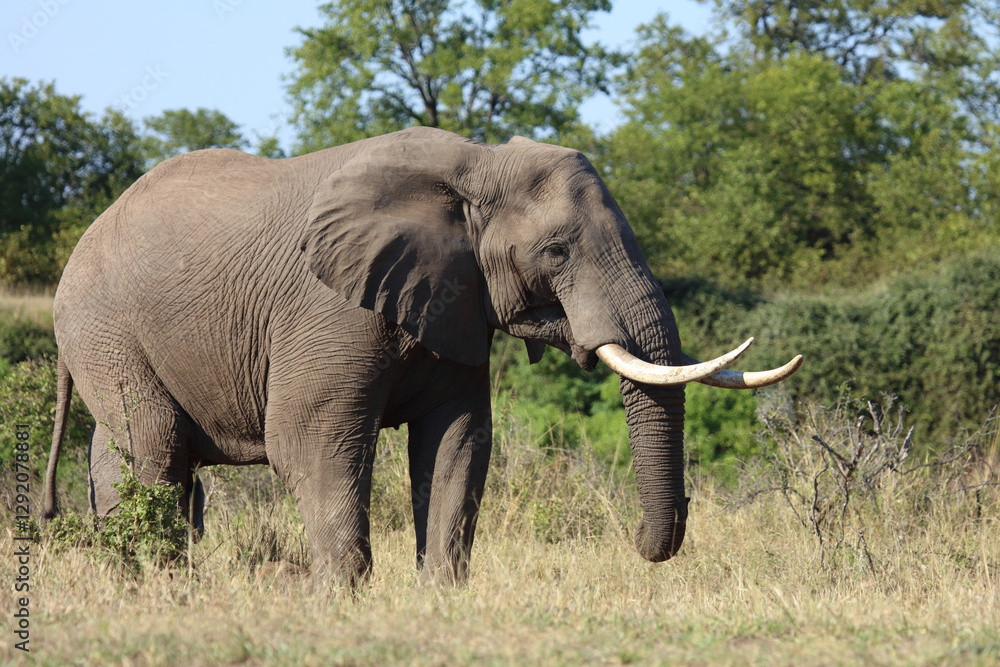 Fototapeta premium Afrikanischer Elefant / African elephant / Loxodonta africana