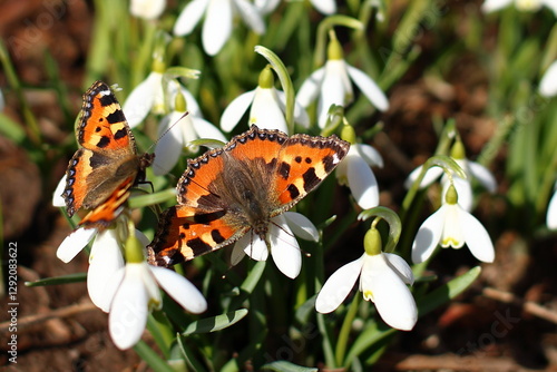 Two large adult beautiful orange with black spots butterflies sit on white early flowers of snowdrop Galanthus, collect pollen and bask in sun warm sunny spring day garden
