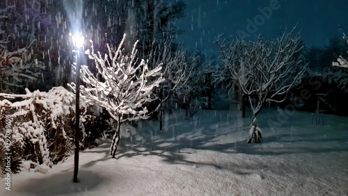 Tree branches in the night garden are covered with snow