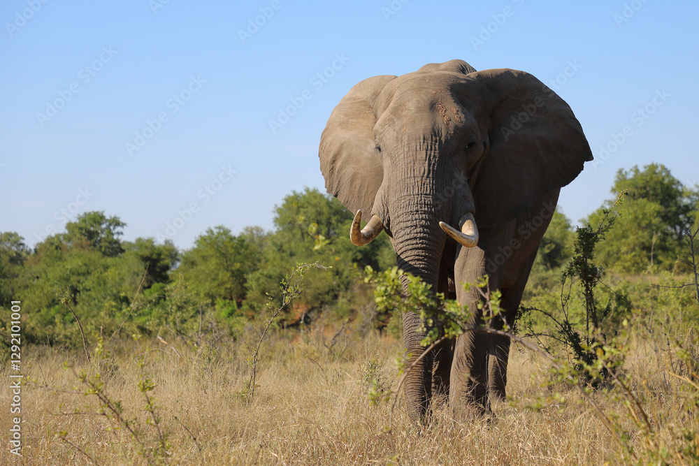 Fototapeta premium Afrikanischer Elefant / African elephant / Loxodonta africana