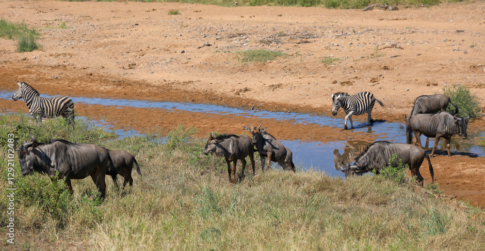 Streifengnu und Steppenzebra im Tsendze River/ Blue wildebeest and Burchell's zebra in Tsendze River / Connochaetes taurinus et Equus quagga burchellii Streifengnu und Steppenzebra im Tsendze River/ Blue wildebeest and Burchell's zebra in Tsendze River / Connochaetes taurinus et Equus quagga burchellii