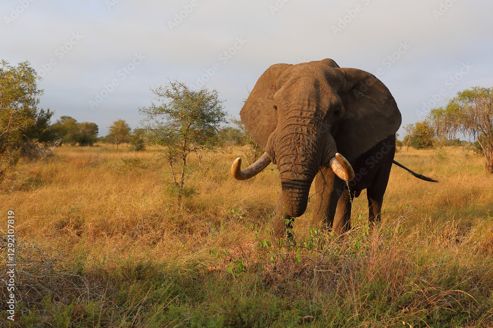 Fototapeta premium Afrikanischer Elefant / African elephant / Loxodonta africana..
