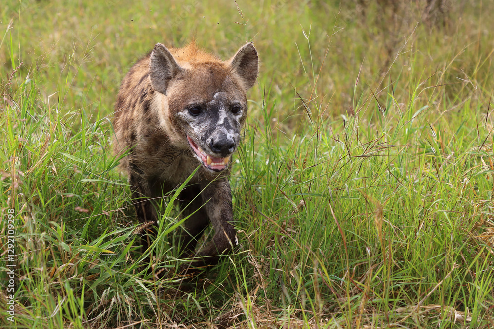 Tüpfelhyäne / Spotted hyaena / Crocuta crocuta.. Tüpfelhyäne / Spotted hyaena / Crocuta crocuta..