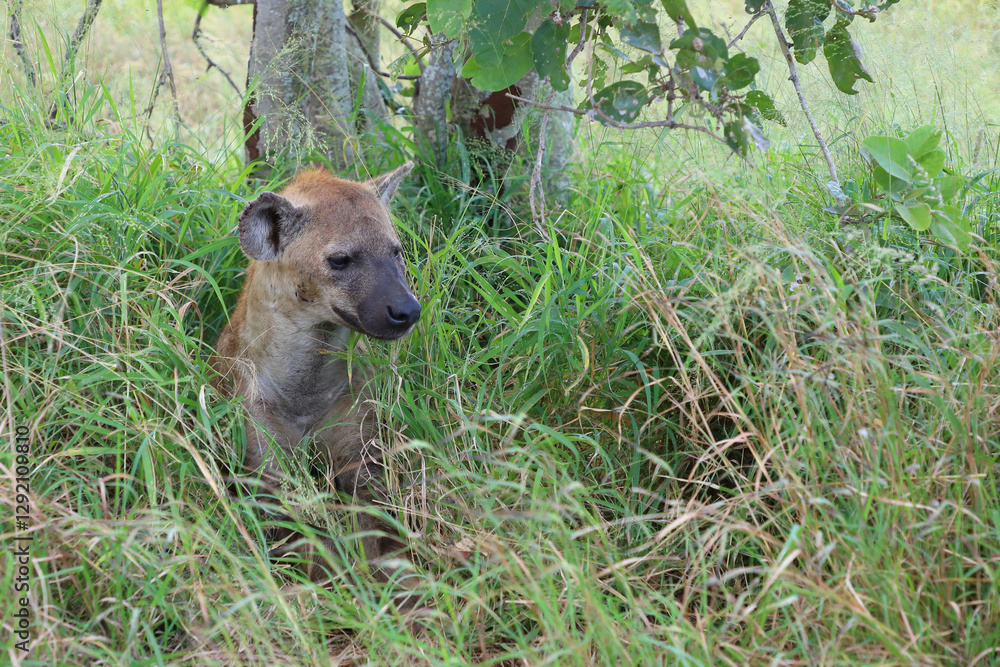 Tüpfelhyäne / Spotted hyaena / Crocuta crocuta Tüpfelhyäne / Spotted hyaena / Crocuta crocuta