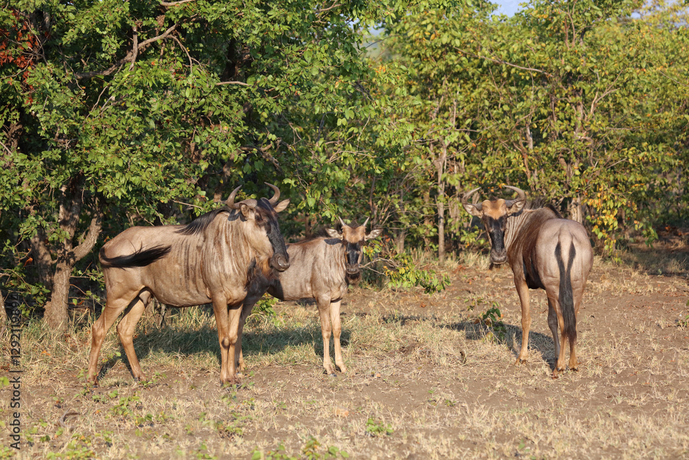 Fototapeta premium Streifengnu / Blue wildebeest / Connochaetes taurinus