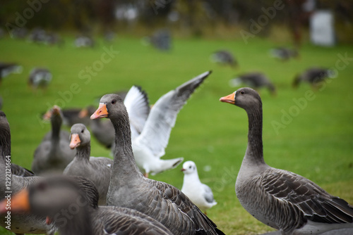 A gaggle of wild birds on the green grass photo