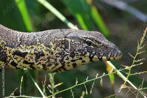 Nilwaran / Nile monitor / Varanus niloticus photo