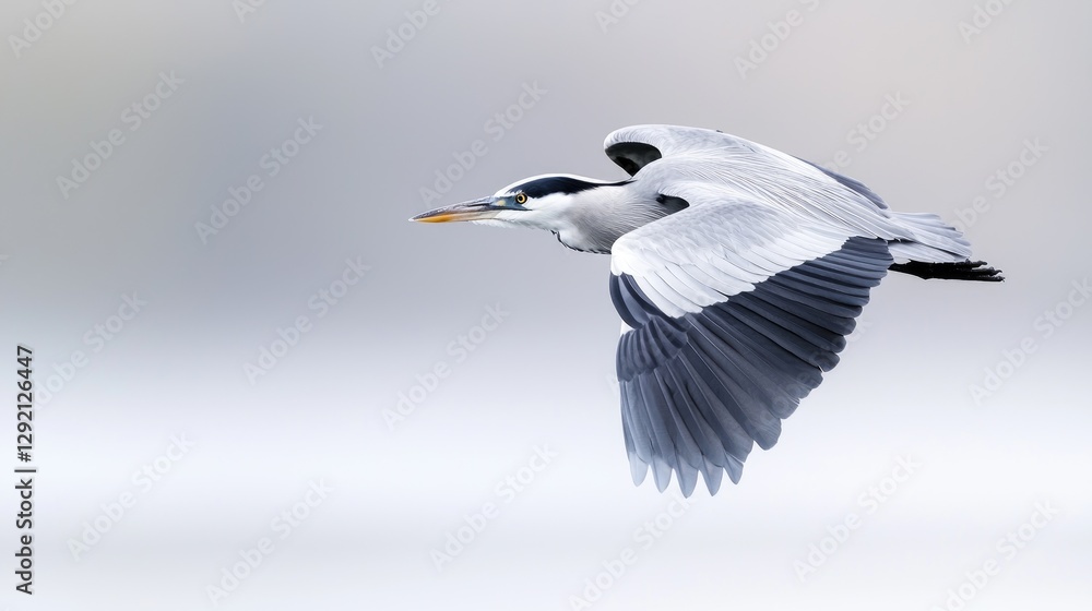 Fototapeta premium Grey heron in flight over misty water; nature background