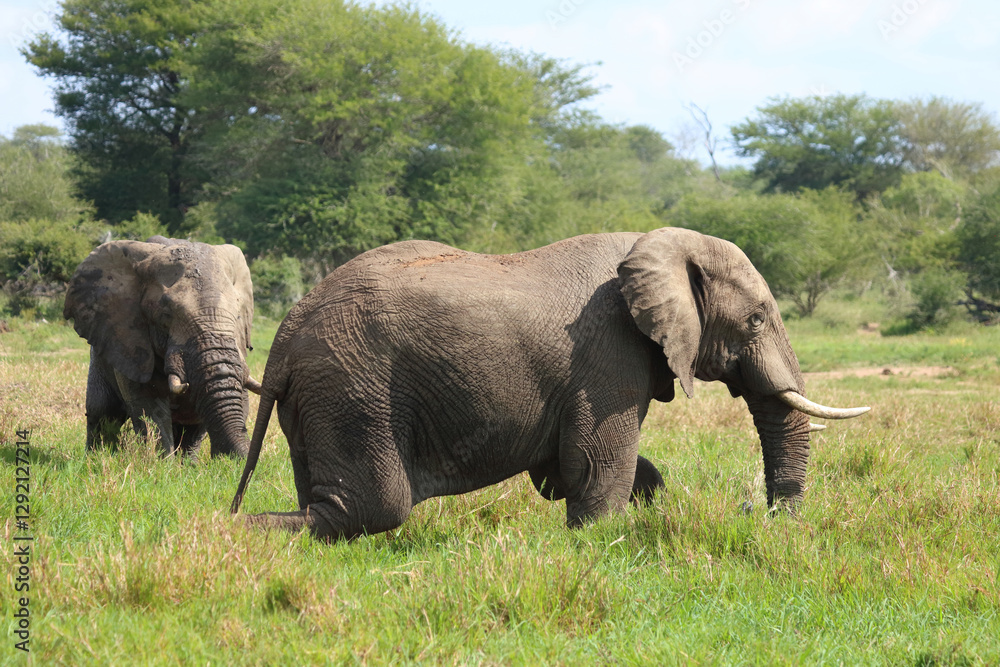 Afrikanischer Elefant / African elephant / Loxodonta africana Afrikanischer Elefant / African elephant / Loxodonta africana