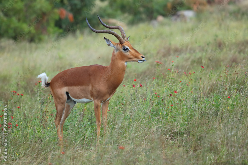 Schwarzfersenantilope / Impala / Aepyceros melampus Schwarzfersenantilope / Impala / Aepyceros melampus