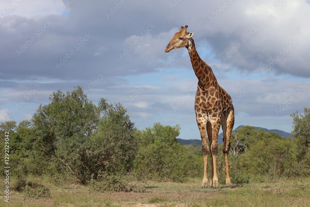 Φωτογραφία Giraffe / Giraffe / Giraffa camelopardalis