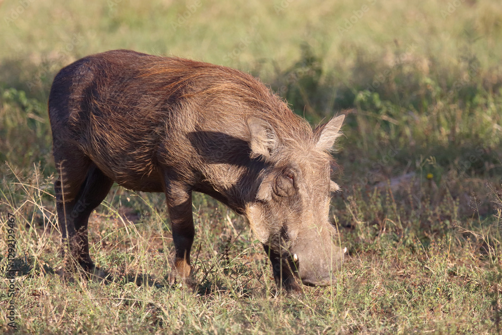 Warzenschwein / Warthog / Phacochoerus africanus Warzenschwein / Warthog / Phacochoerus africanus