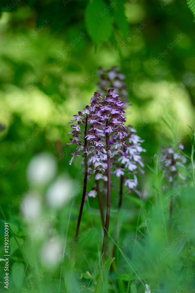 Lady orchid Orchis purpurea flowering protected plants, beutiful purple white flowers in bloom on tall green stem also with buds