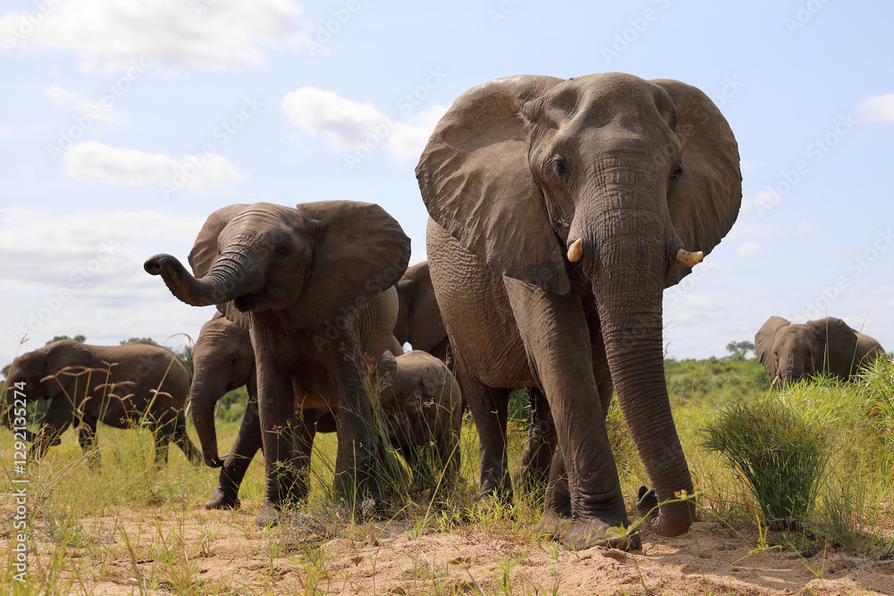 Obraz premium Afrikanischer Elefant / African elephant / Loxodonta africana