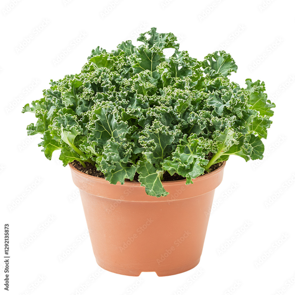 A Small Potted Kale Plant with Light Green Curly Leaves Isolated on Transparent Background A Small Potted Kale Plant with Light Green Curly Leaves Isolated on Transparent Background